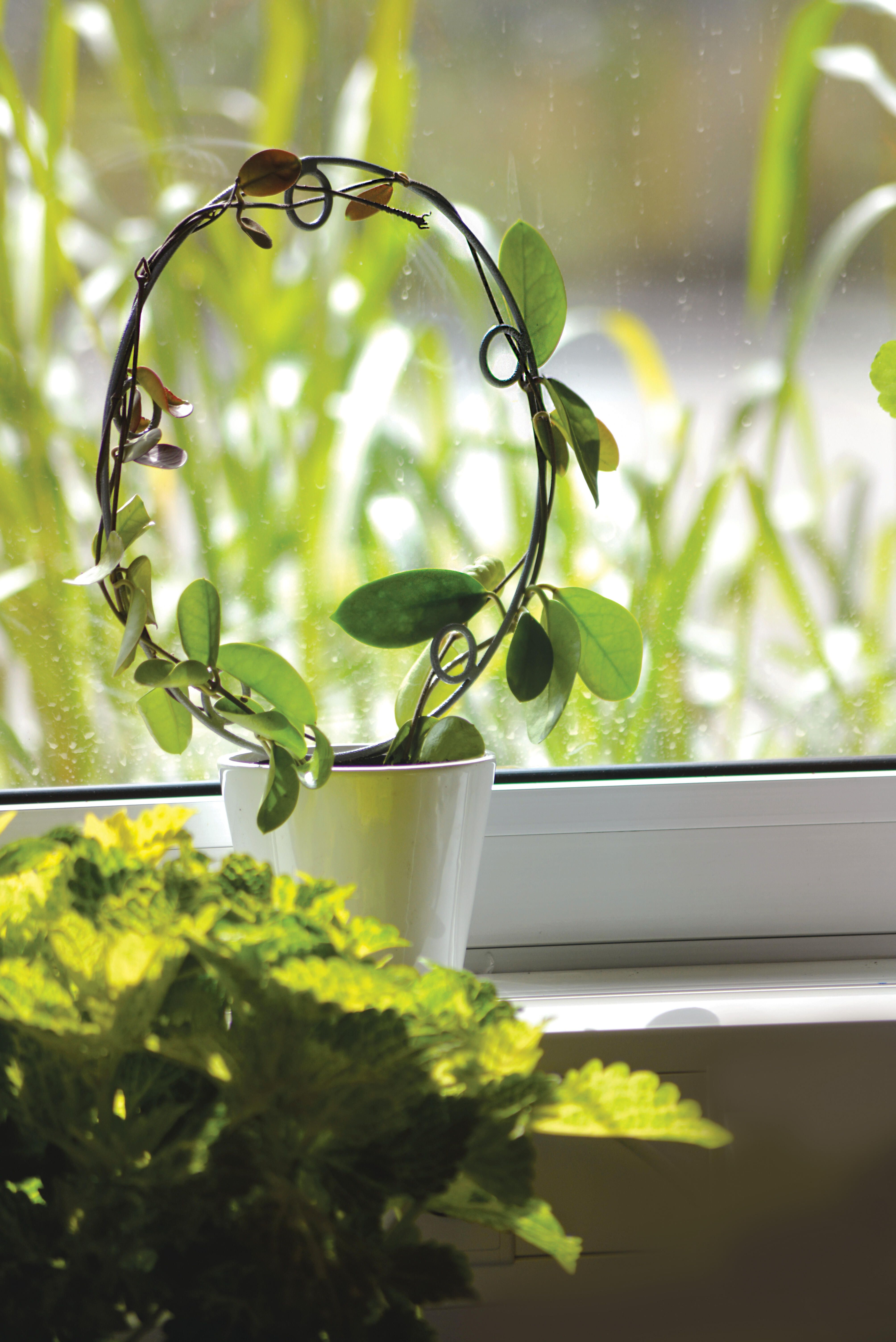 Potteespalier 2