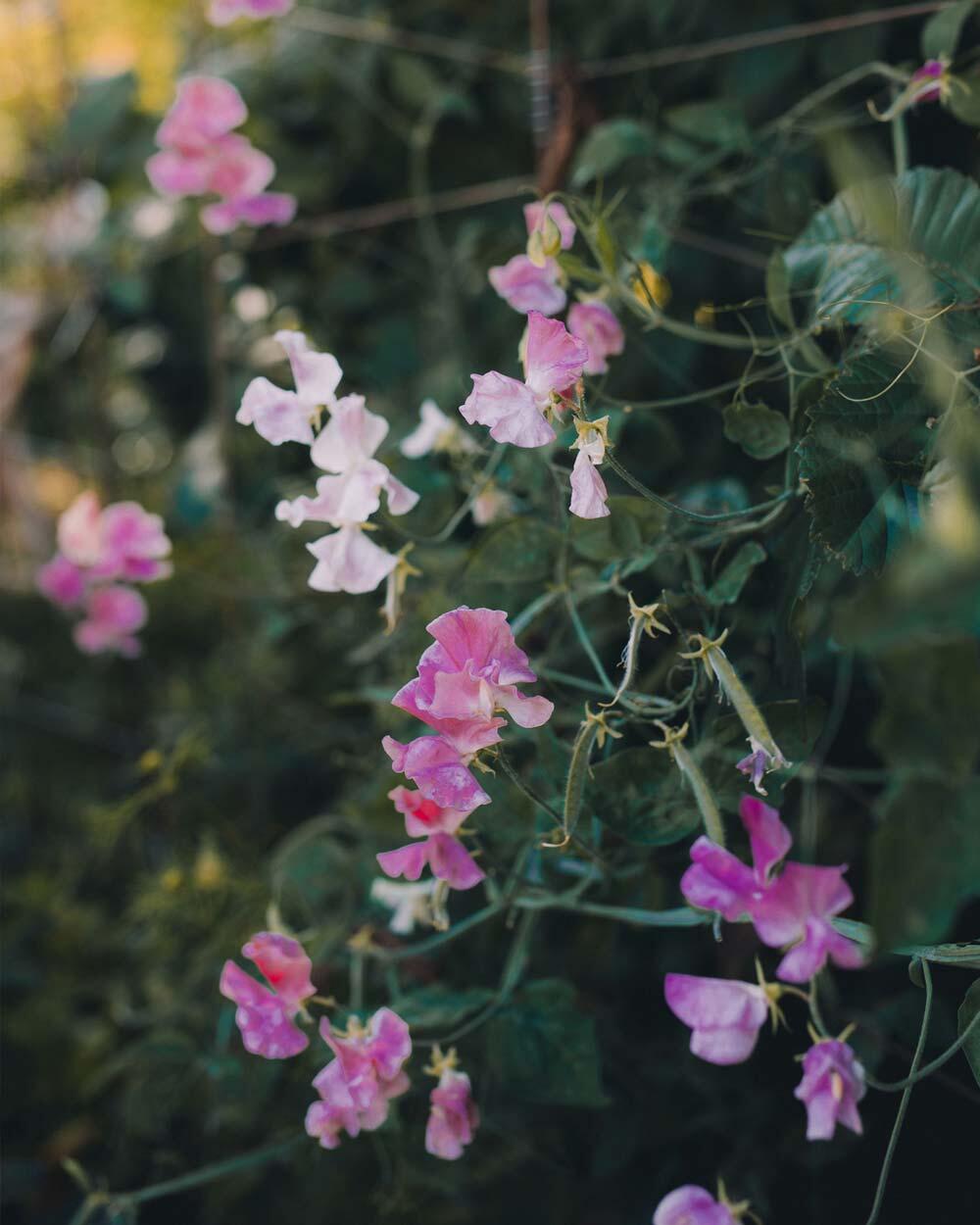 Opdag hele vores udvalg af blomsterfrø