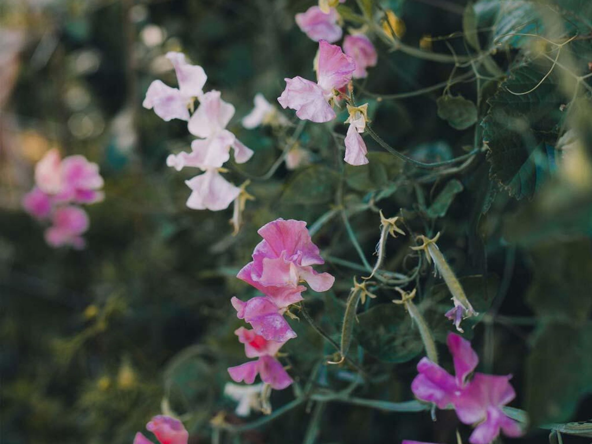 Opdag hele vores udvalg af blomsterfrø