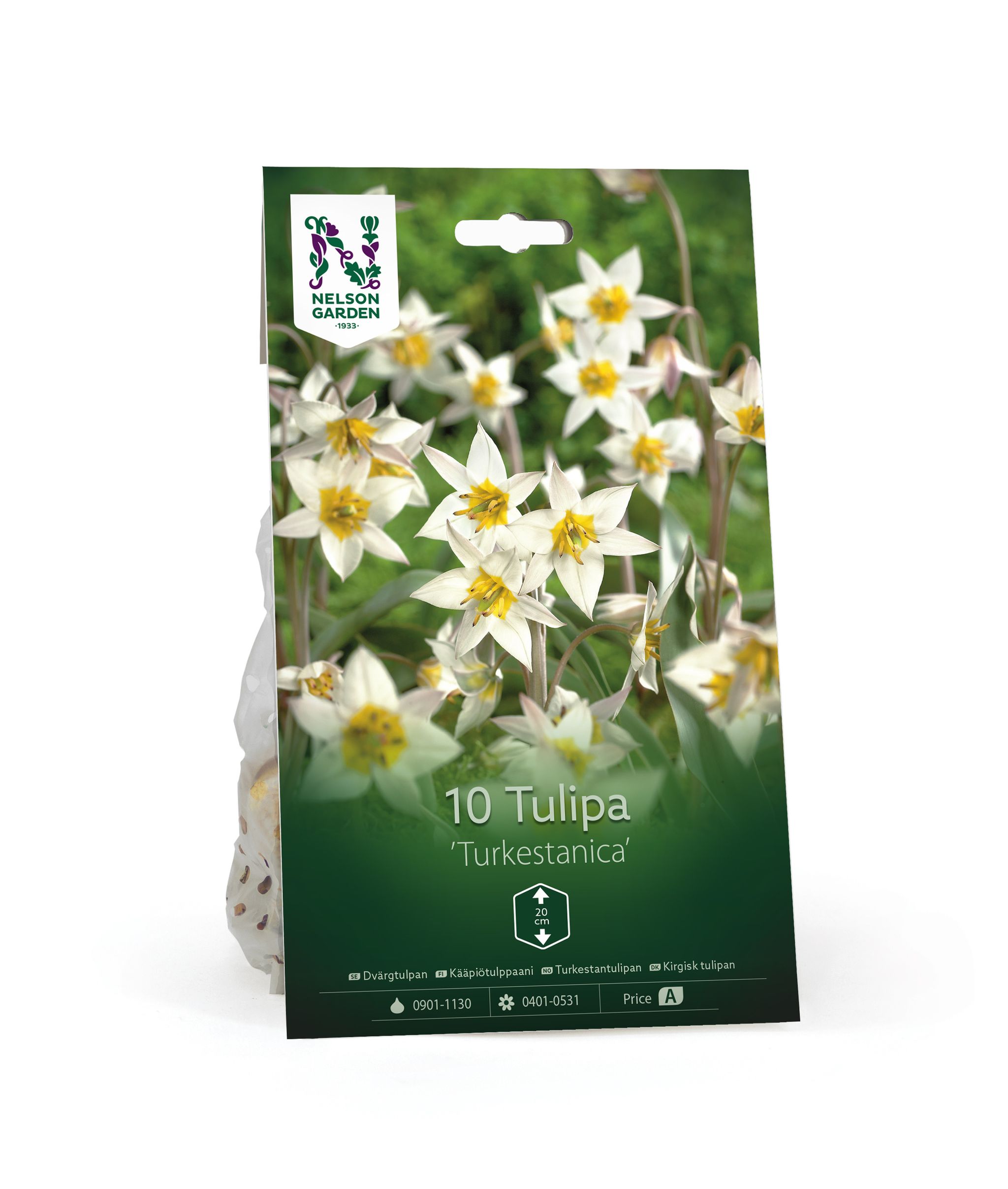 Kääpiötulppaani