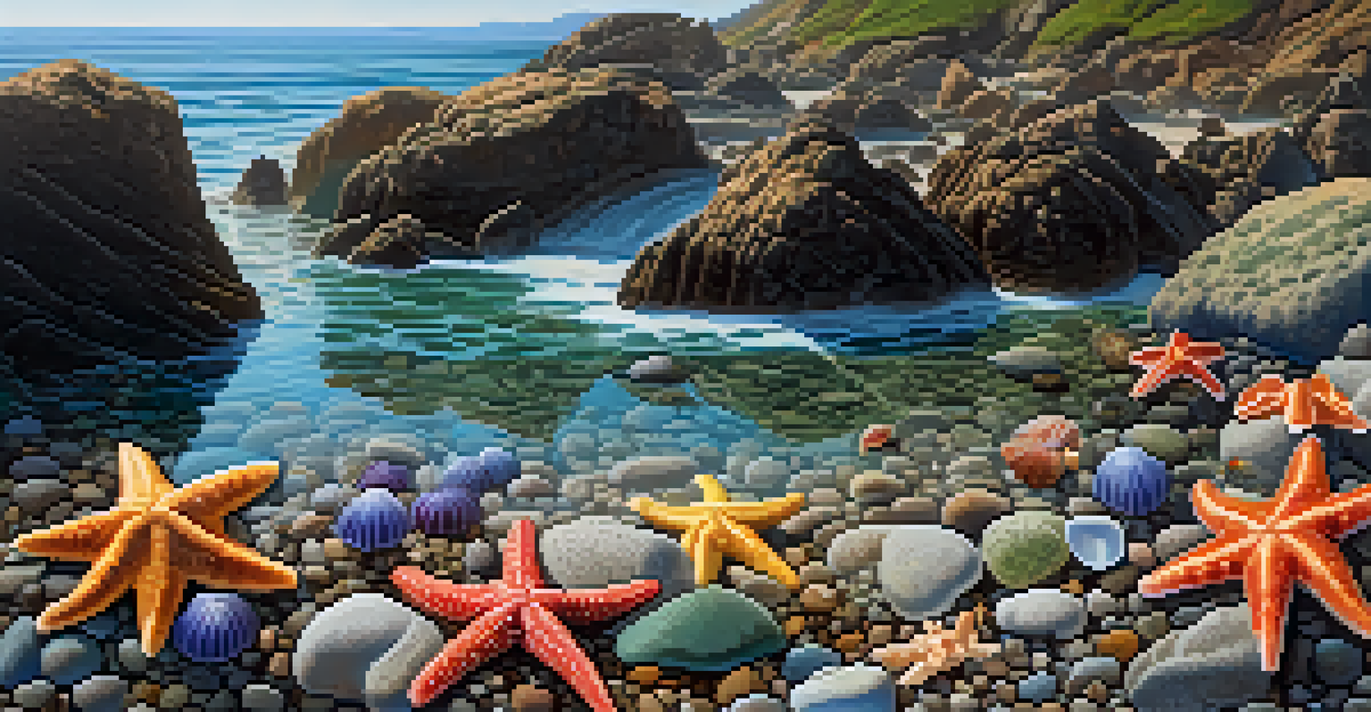 A detailed view of a tide pool with starfish and anemones on a rocky California shoreline, illuminated by sunlight.