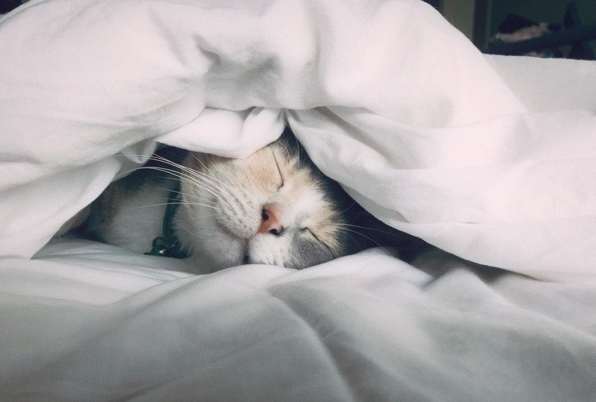 Sleep Optimization 2026: The Rules Worth Following