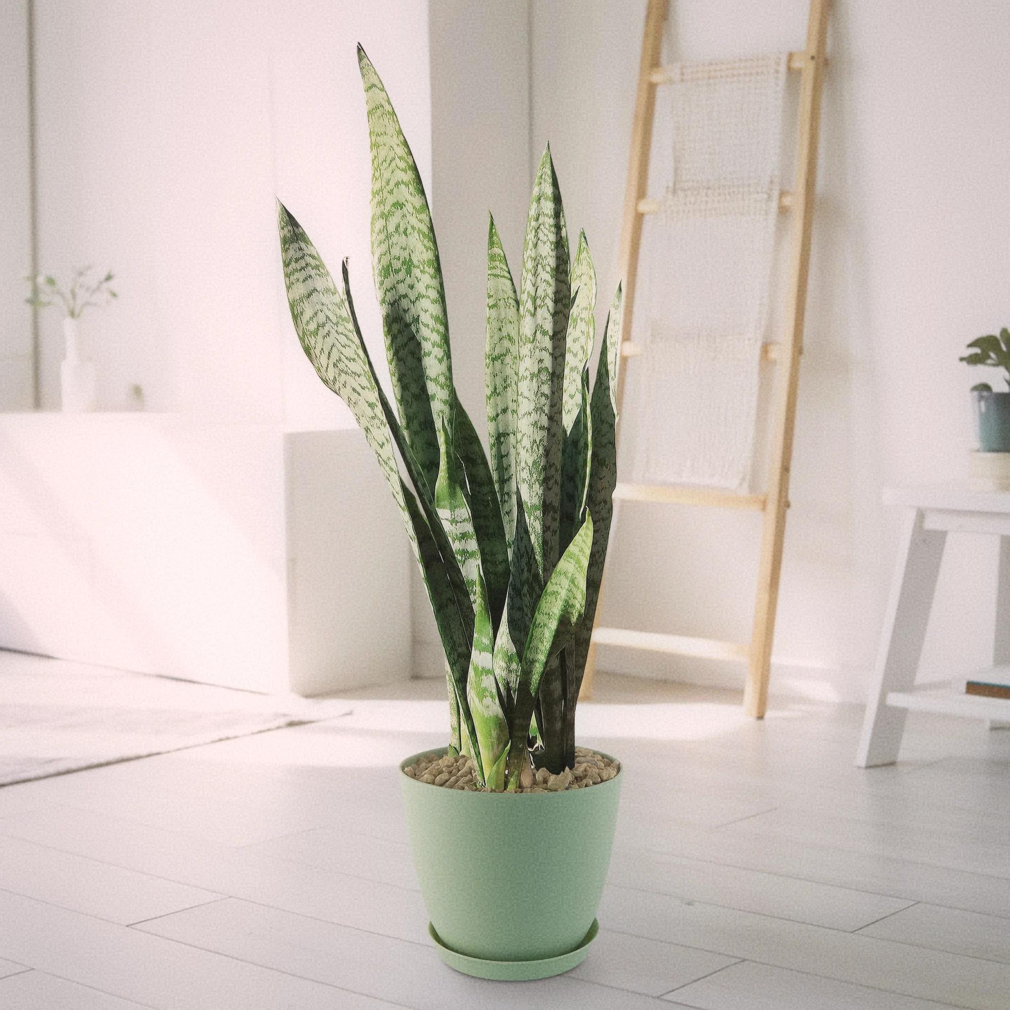 Collection-Image-Mother-in-Law-Plant-_Sansevieria-trifasciata_-Snake-Plant-3-Gallon_2