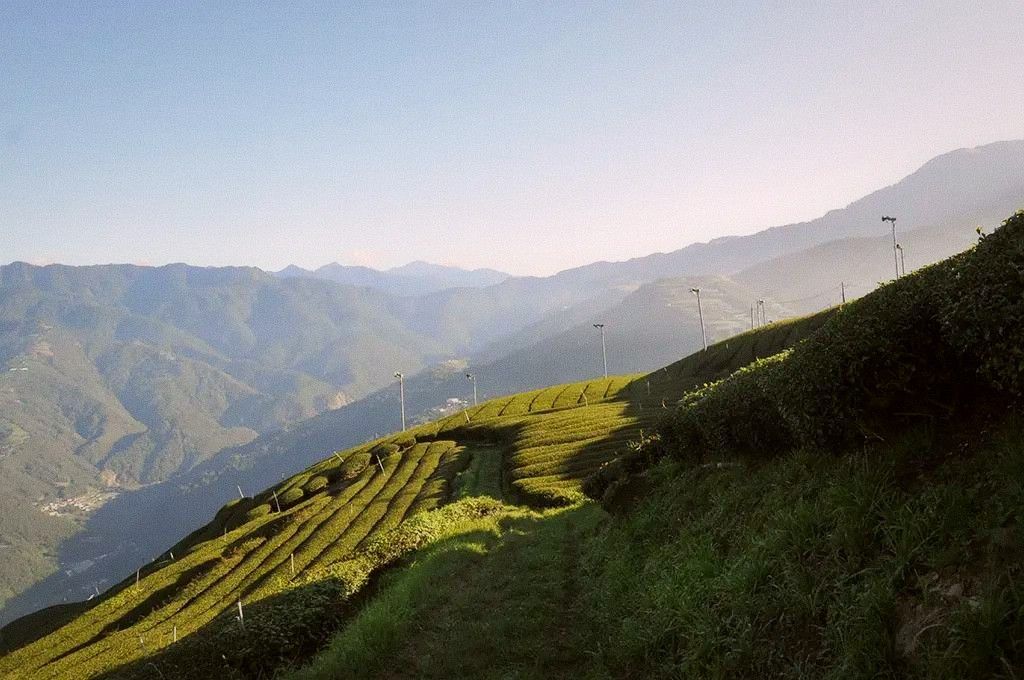 Tea fields in the mountains of central Taiwan