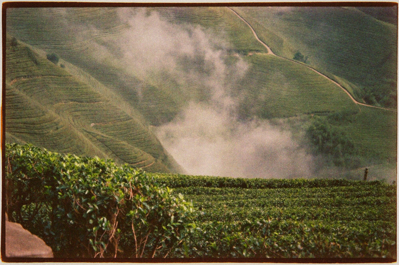 Close-up of tea bushes growing on a foggy mountainside with distant hills