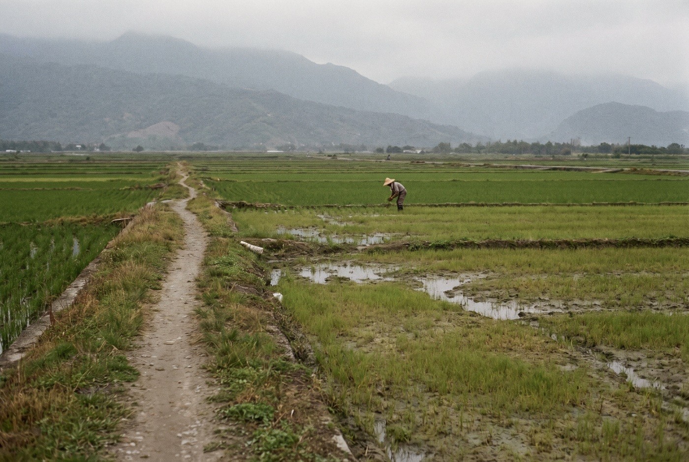Illustration: A farmer working among rice paddies.