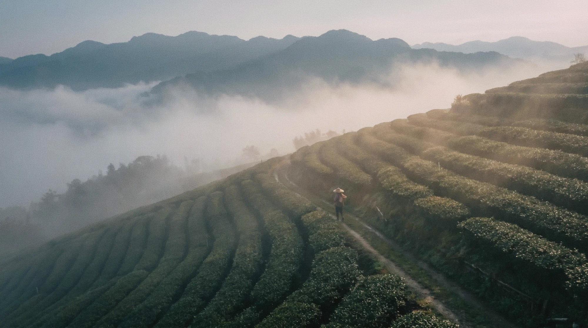 Rows of tea plants on a misty Alishan hillside, with mountains in the background