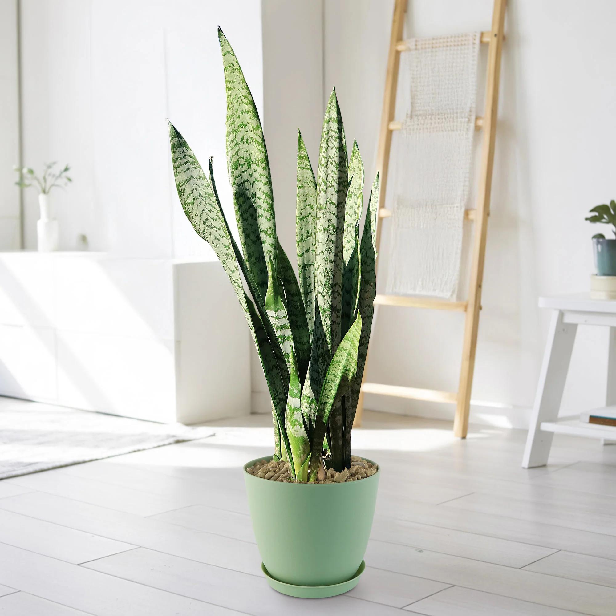 Collection-Image-Mother-in-Law-Plant-_Sansevieria-trifasciata_-Snake-Plant-3-Gallon_2