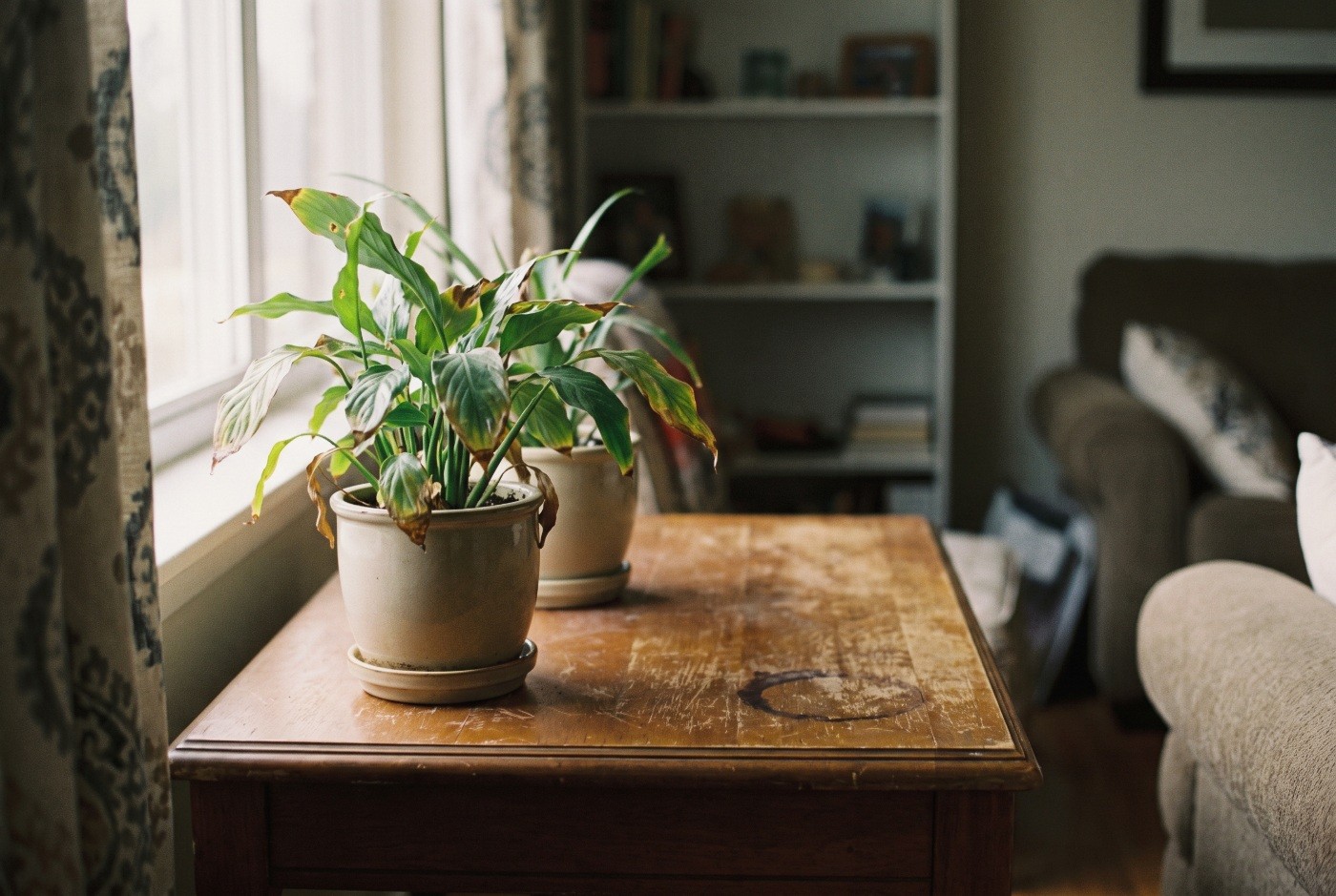 Illustration: Houseplants beside a living-room window.