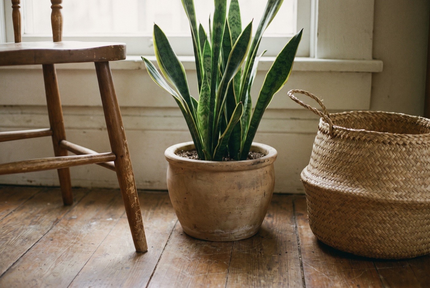 Illustration: A snake plant beside a chair and woven basket.