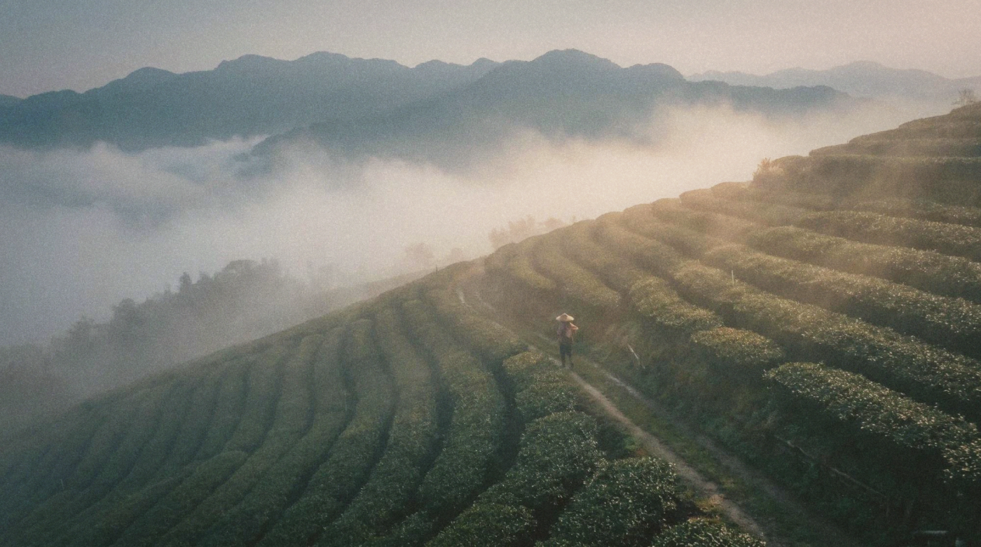 Rows of tea plants on a misty Alishan hillside, with mountains in the background