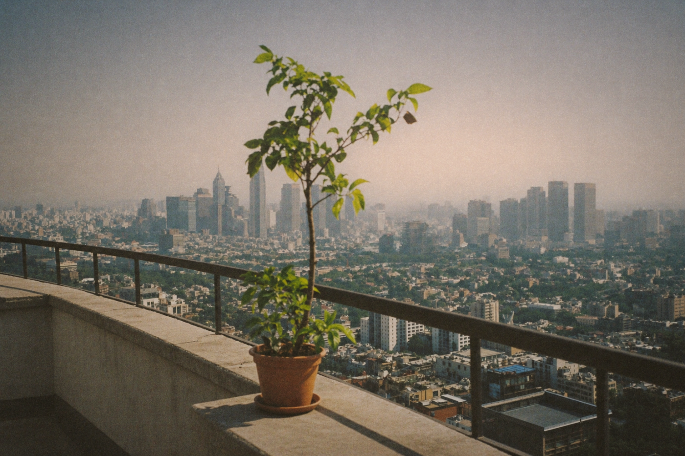 A small balcony plant against a hazy city skyline.