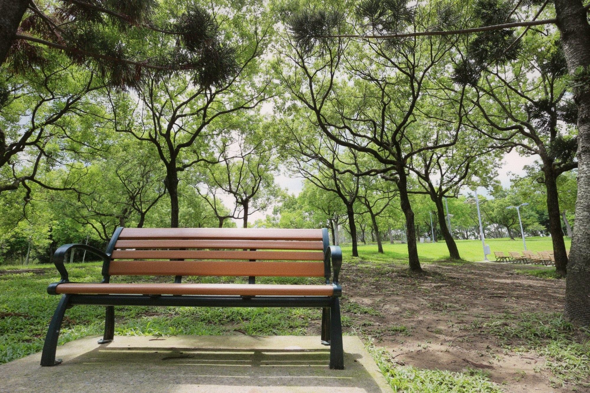 A person sitting on a park bench in early morning light, trees and a pond in the background