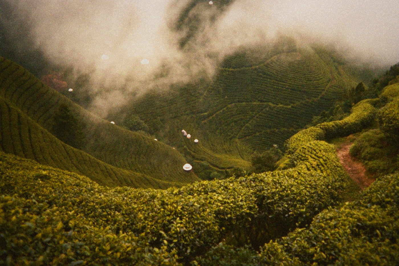 Terraced tea fields on a lush green hillside in the Alishan mountain region