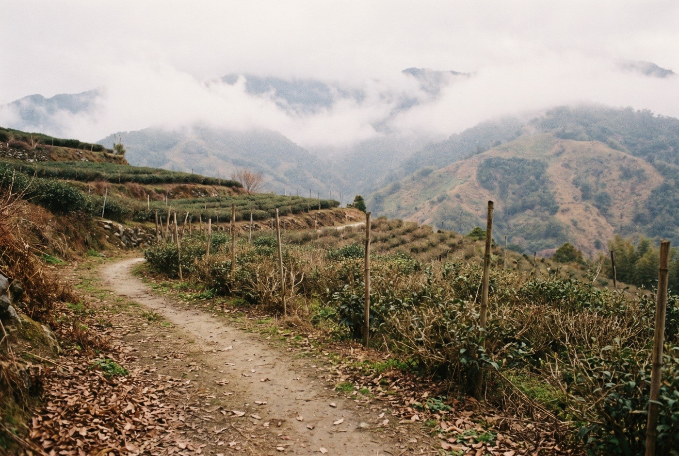 Illustration: A footpath through hillside tea fields.