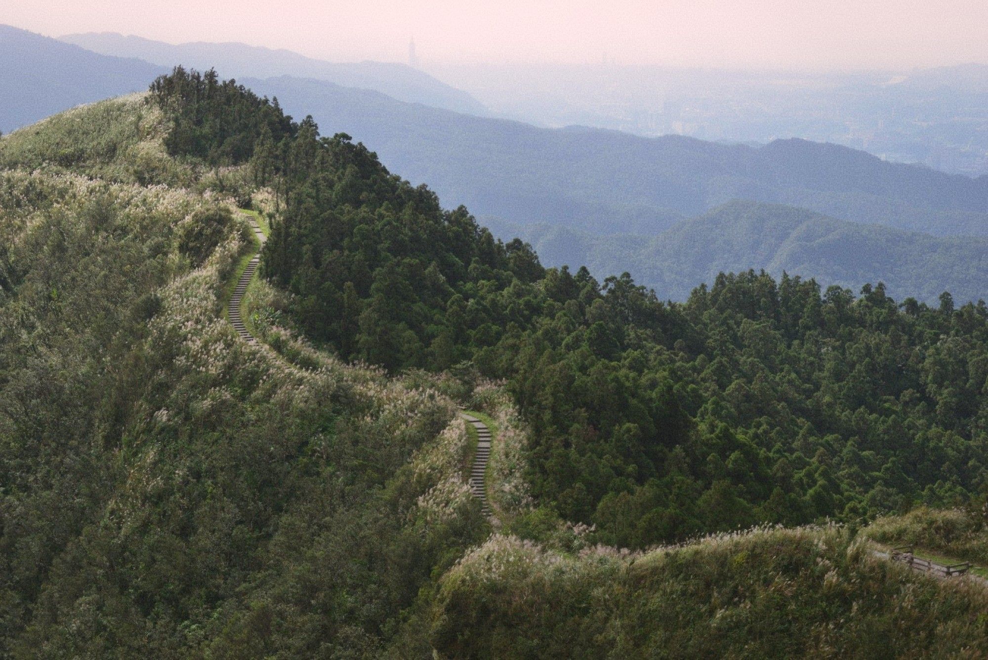 Ridge trail cutting through silvergrass and forest, hazy city skyline on the horizon