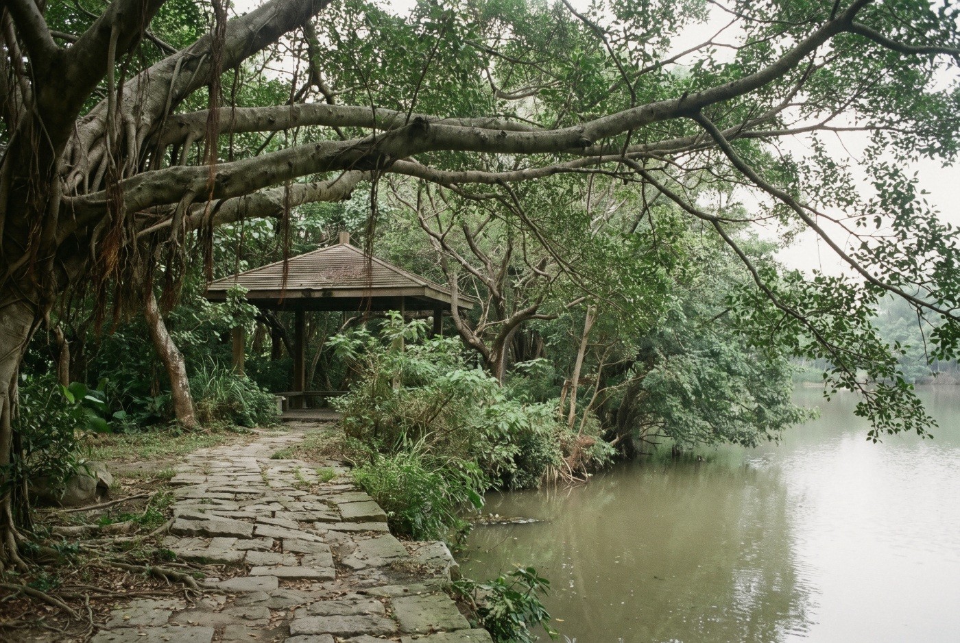 Illustration: A shaded riverside path beneath spreading branches.