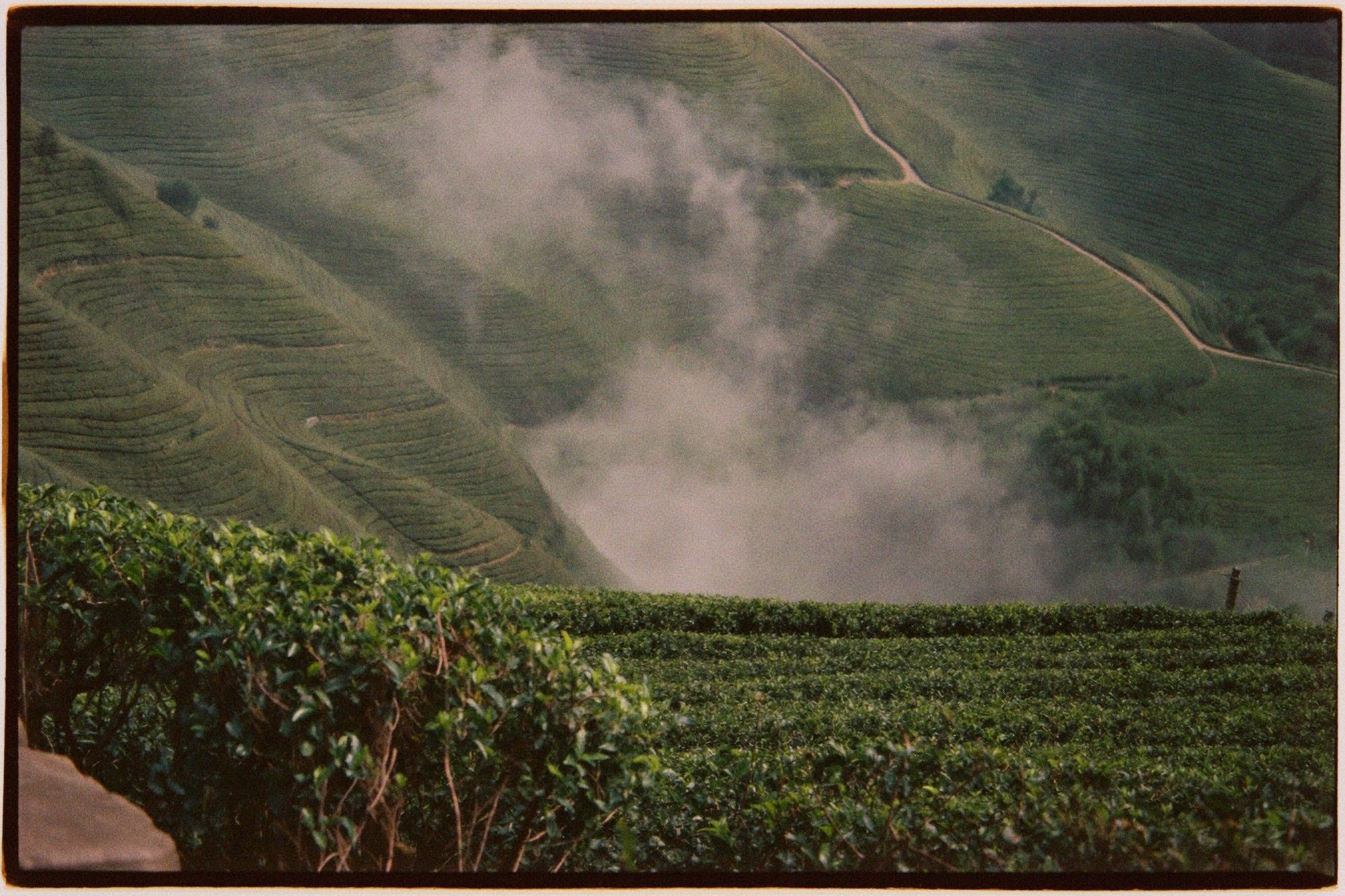 Alishan oolong tea terraces in mist
