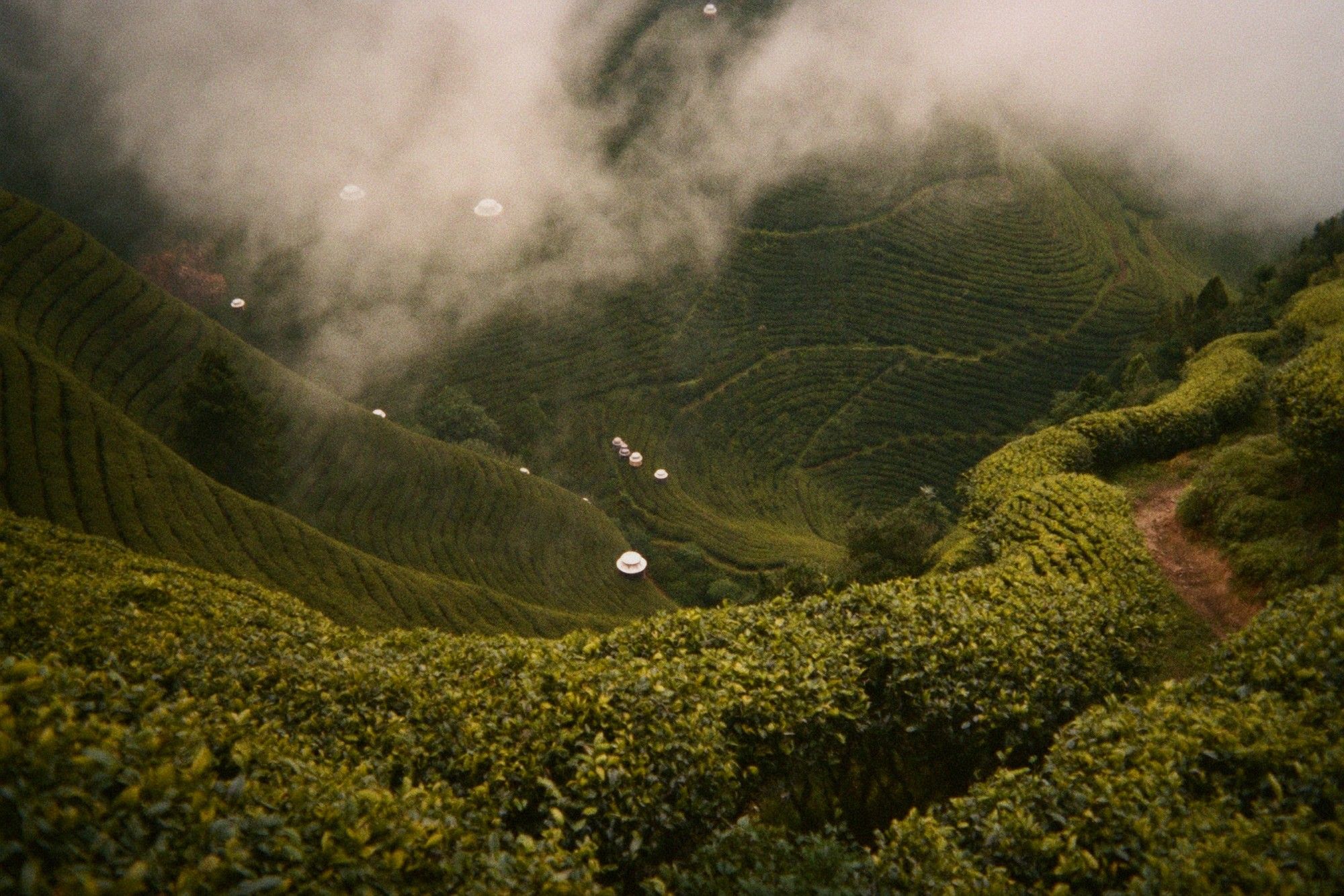 Alishan oolong tea terraces in mist