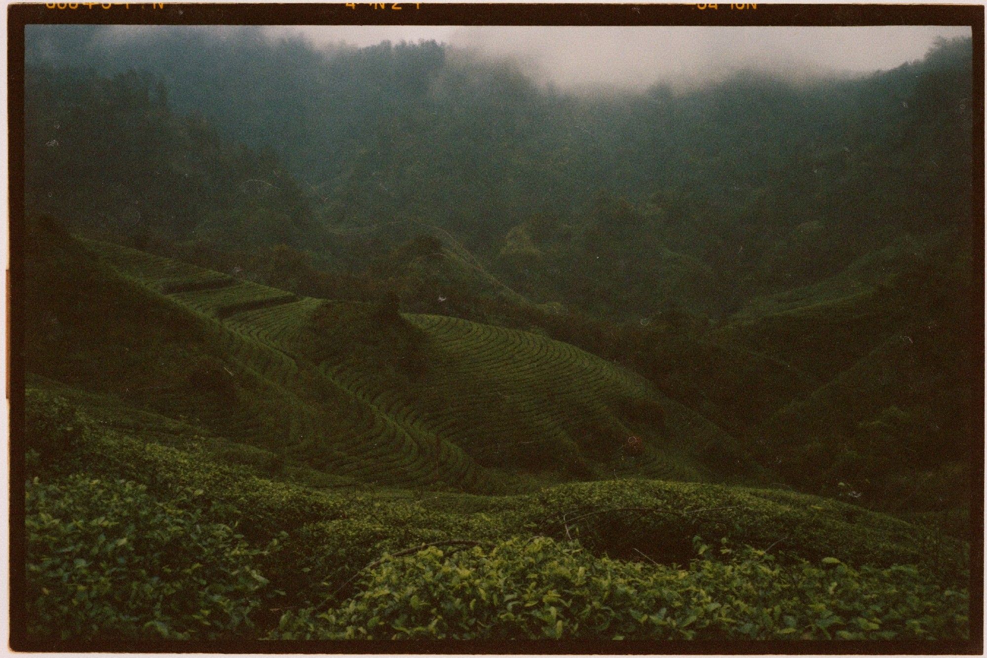 Alishan oolong tea terraces in mist