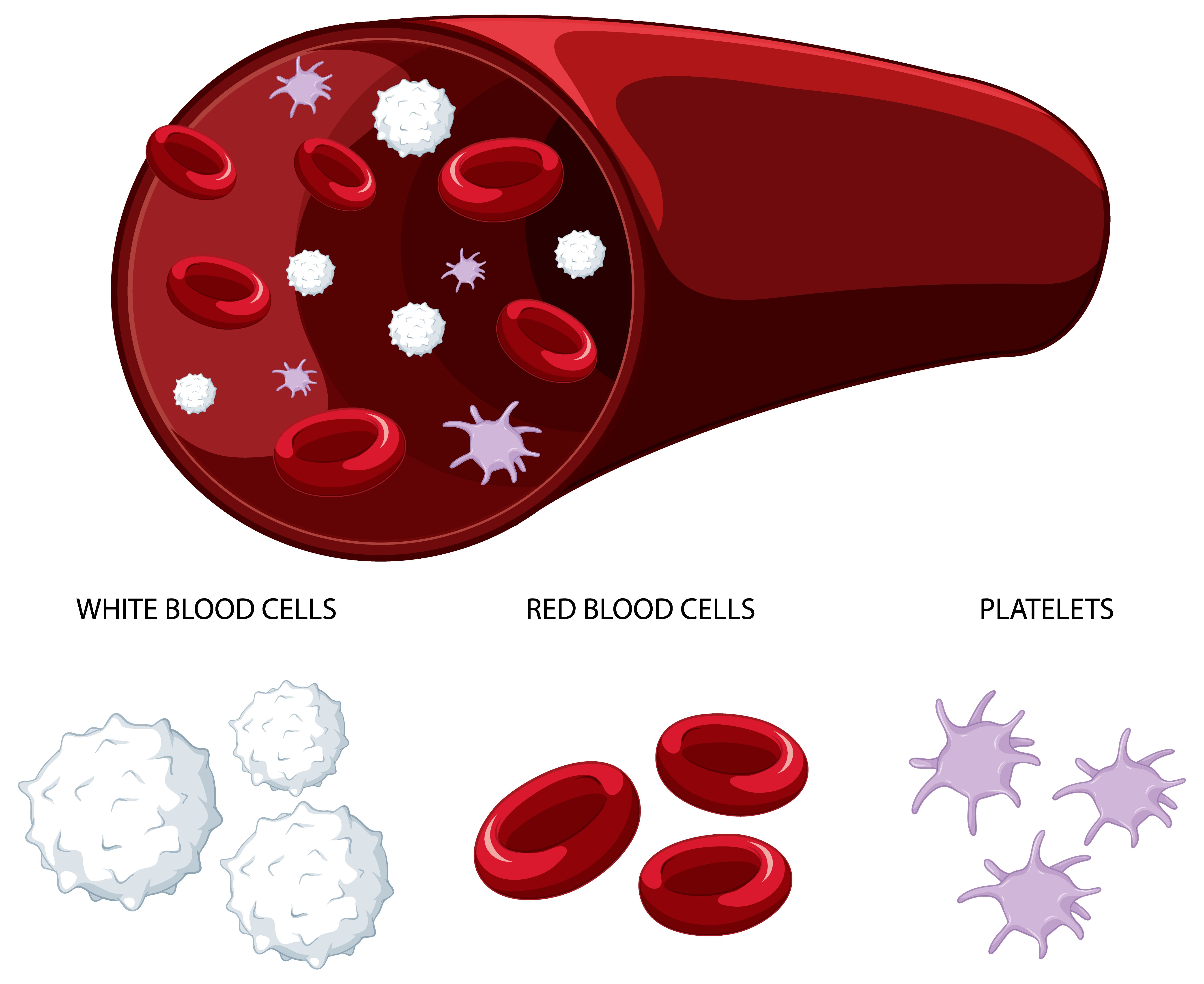 Image shows the platelet