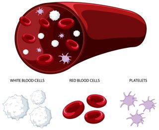 Image shows the platelet