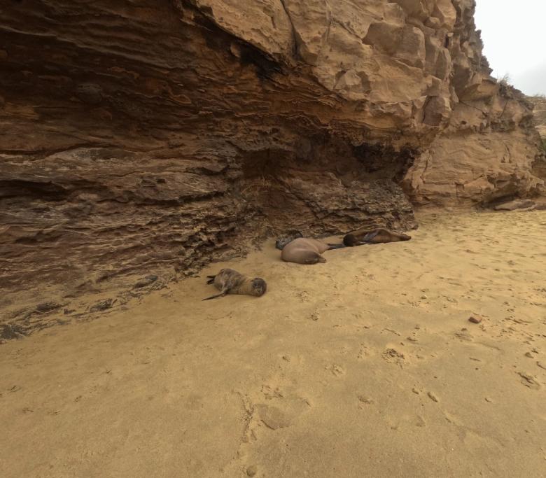 León Dormido & Punta Pitt