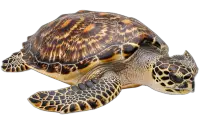 Tortuga galápagos