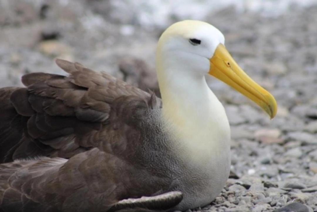 Tour de buceo en Isla Española 