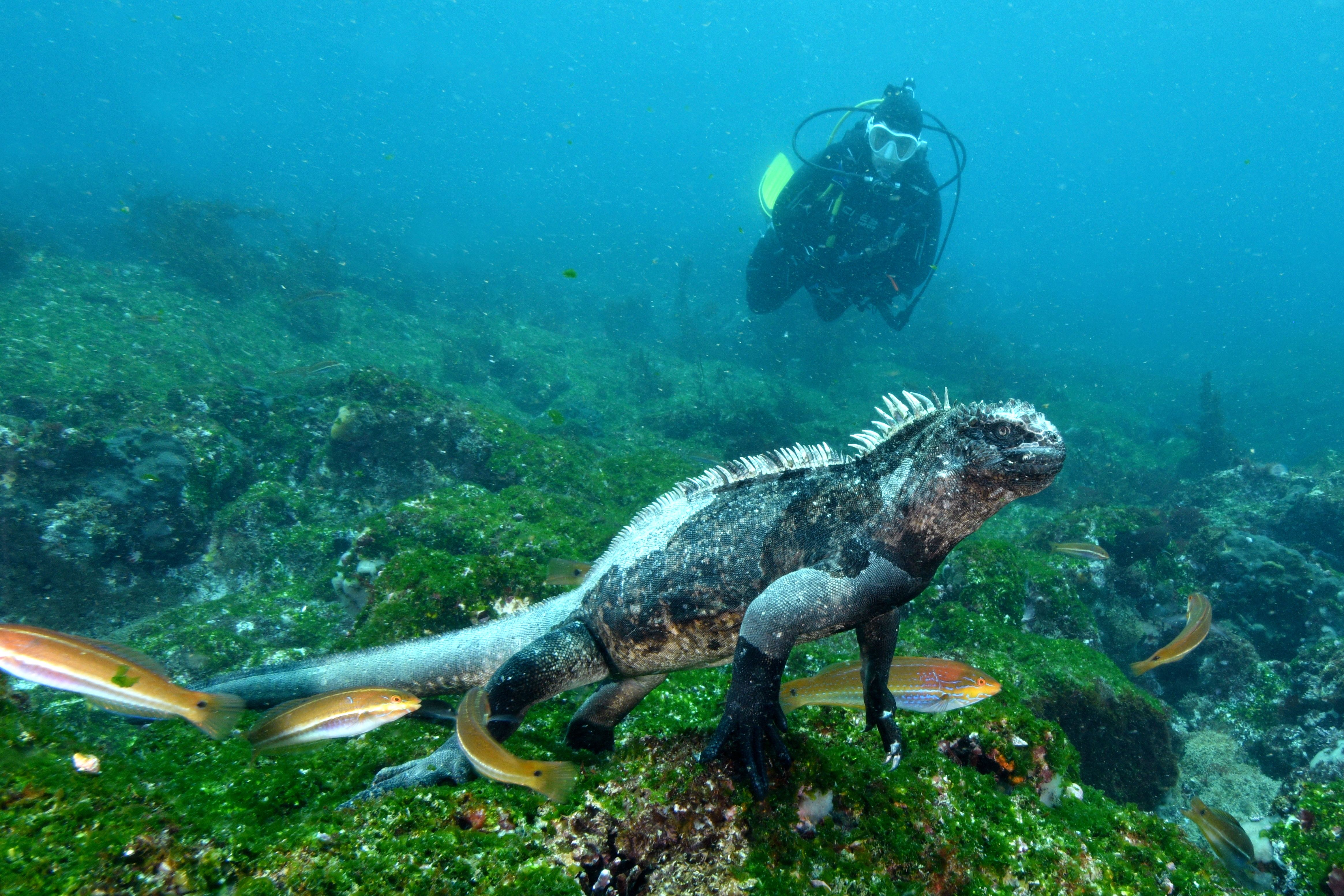 Buceo en Punta Pitt 