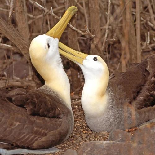 Tour en isla Española 