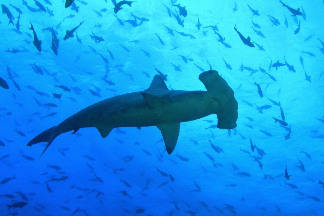 Tour León Dormido (Kicker Rock) & playa (buceo)
