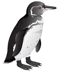Pinguinos Galapagos