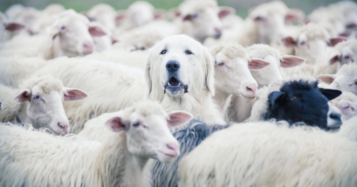 Illustration of a creator standing out in a crowded marketplace of competing online courses
