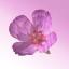 Icon for CrossPrism Nature