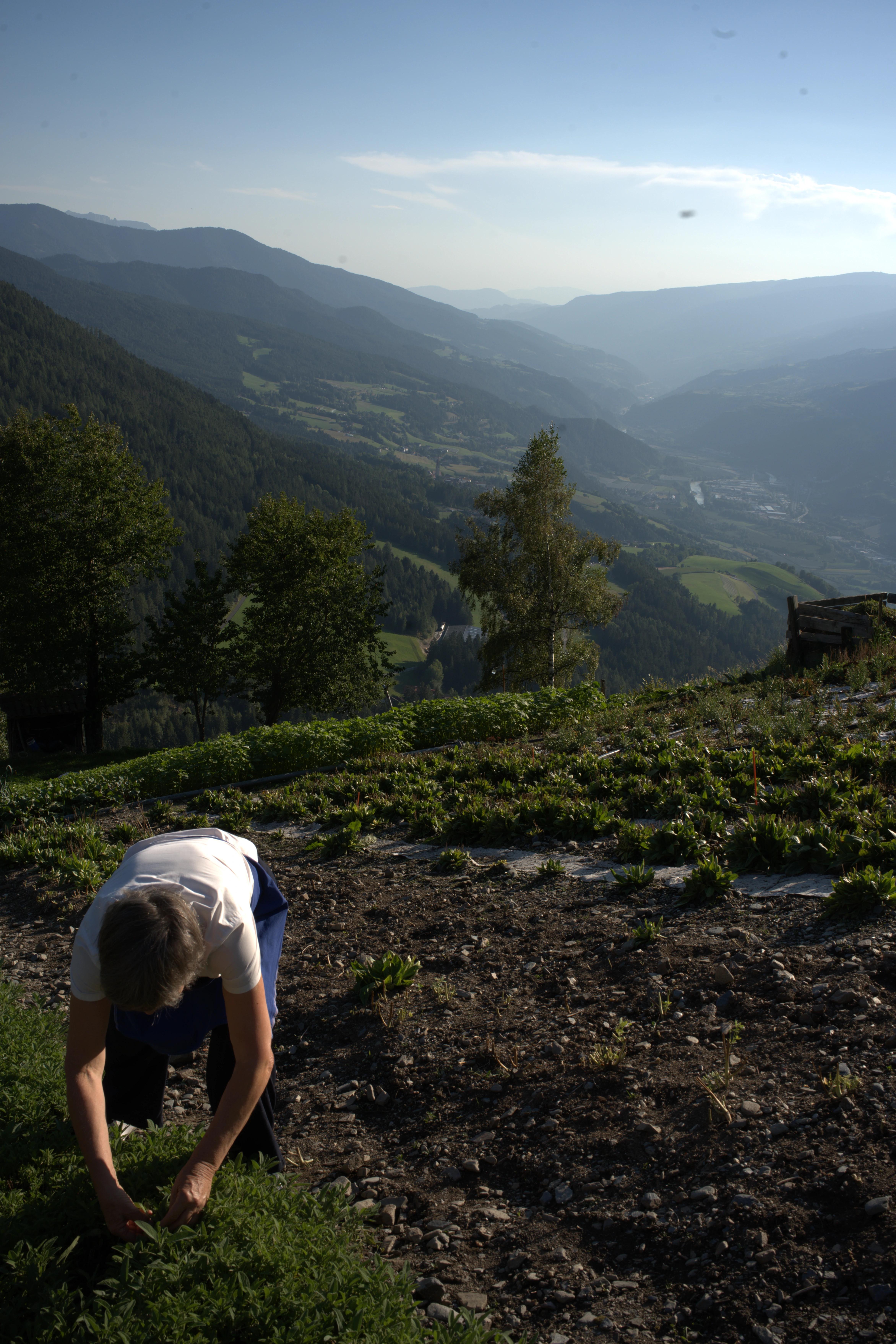 Frau bei der Kräuterernte in den Alpen