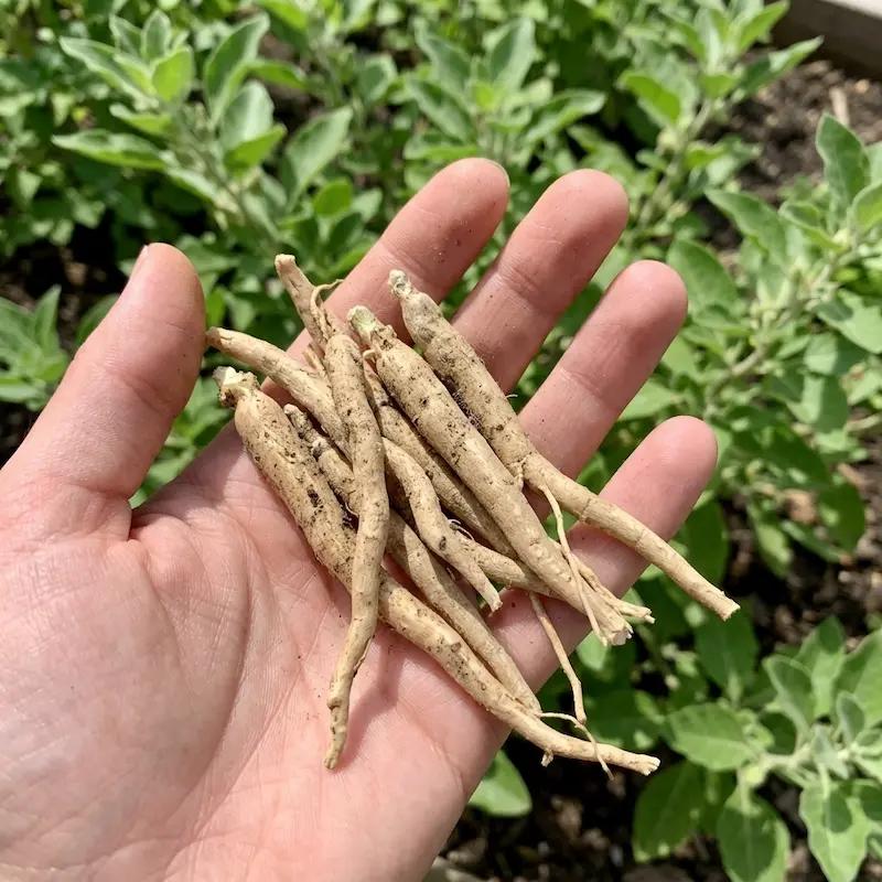 Hand hält geerntete Ashwagandha-Wurzeln vor grünem Pflanzenhintergrund im Garten