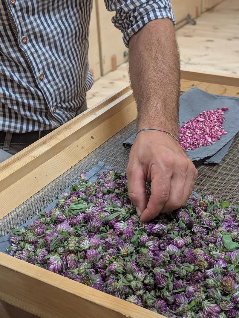 Der Kräuterbauer verliest sorgfältig getrocknete violette Rotkleeblüten auf einem Holzrahmen zur Kräuterteeverarbeitung-