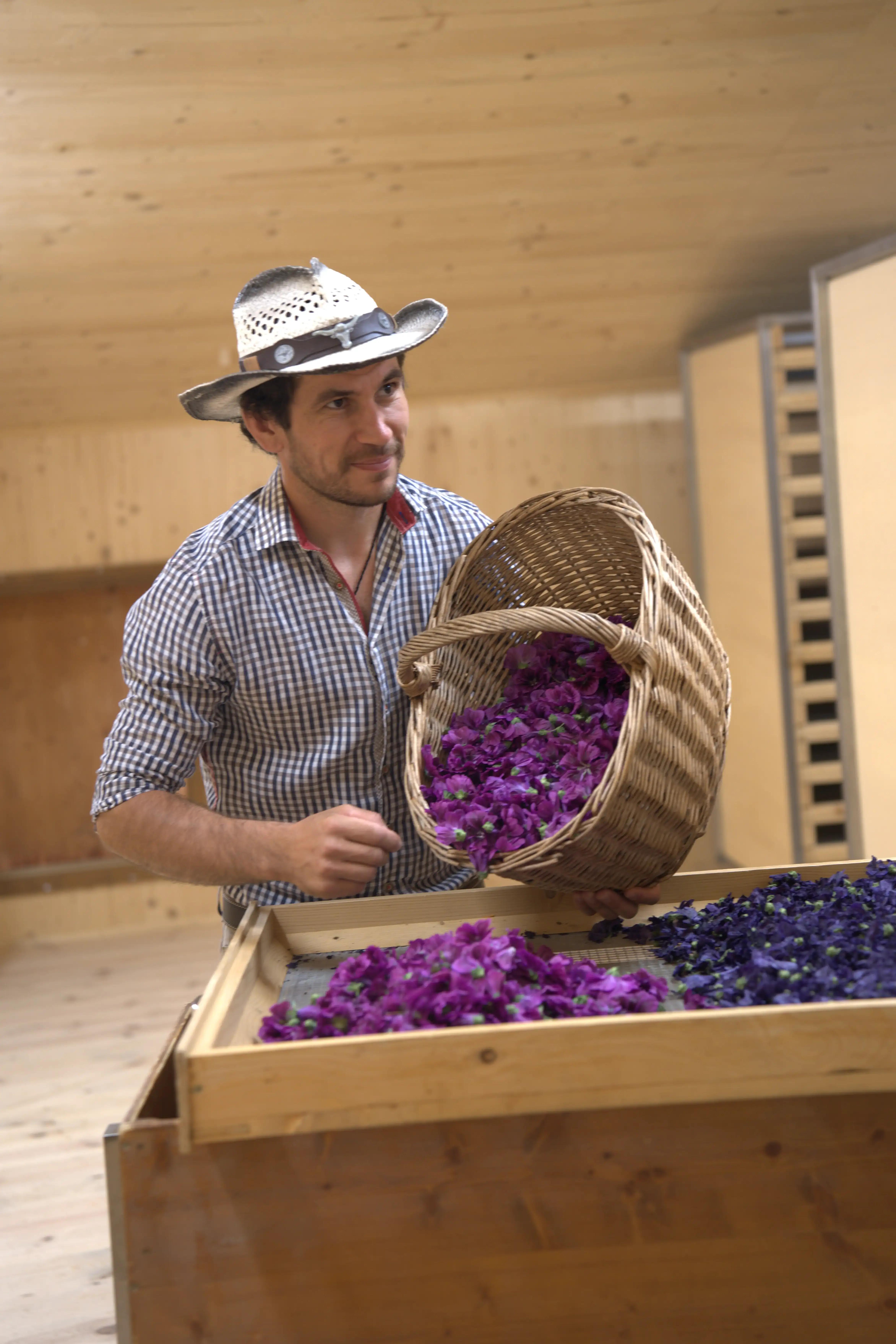 Ein Kräuterbauer füllt frisch geerntete, violette Blüten aus einem Flechtkorb auf Holzsiebe zur schonenden Lufttrocknung.