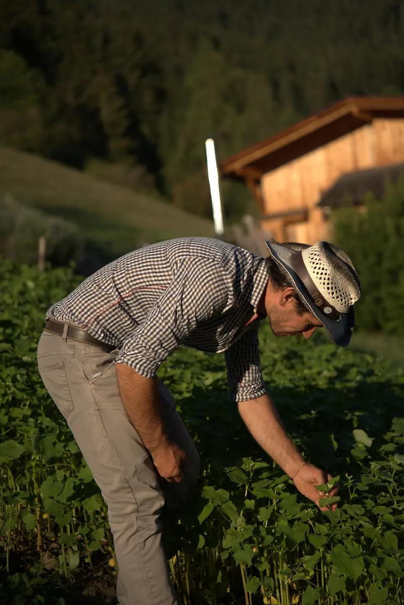 Ein Kräuterbauer pflückt auf einem sonnigen Bergfeld vor einem traditionellen Holzhaus sorgfältig einzelne Pflanzen für Solvialuna Tees.