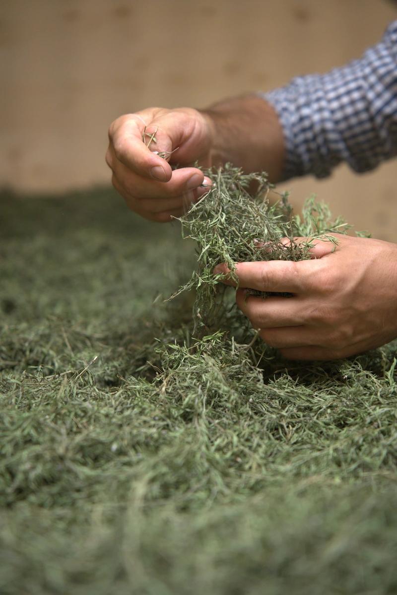 Nahaufnahme von Händen, die schonend getrocknete, grüne Kräuter und Blätter für den Premium-Natur-Tee sorgfältig von Hand verlesen.