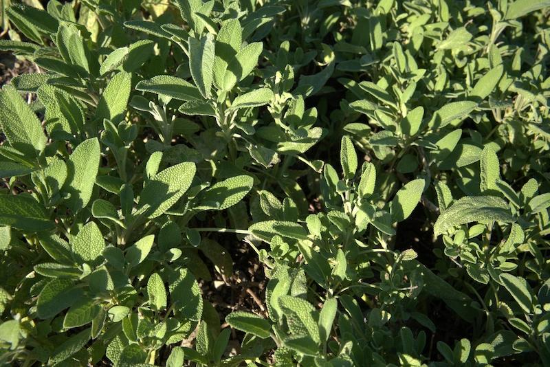 Dicht bewachsenes Feld mit frischem, grünem Salbei auf dem biologischen Kräuterhof in den Südtiroler Bergen.