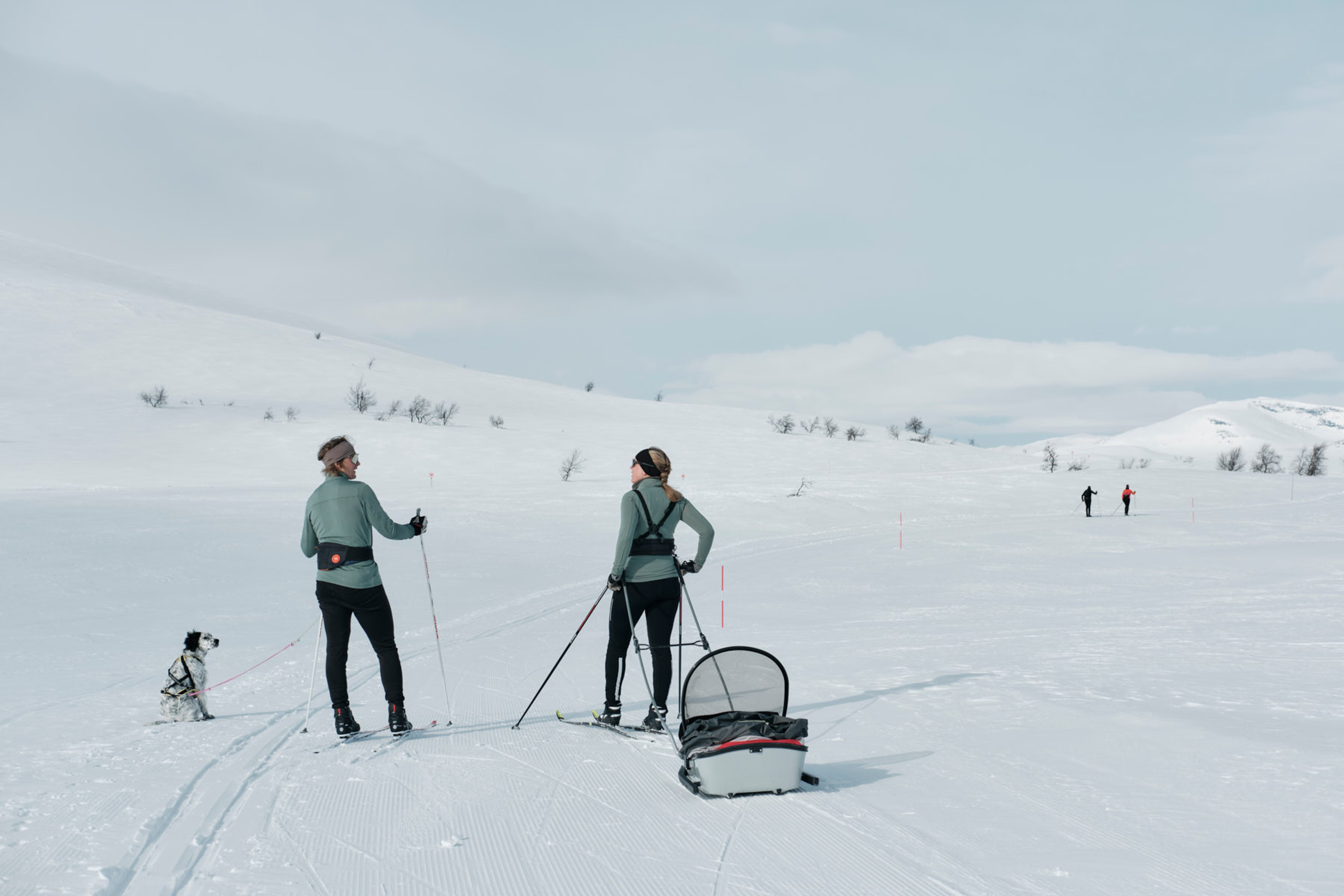 Two people cross-country skiing in the mountains with a dog and a pulk.