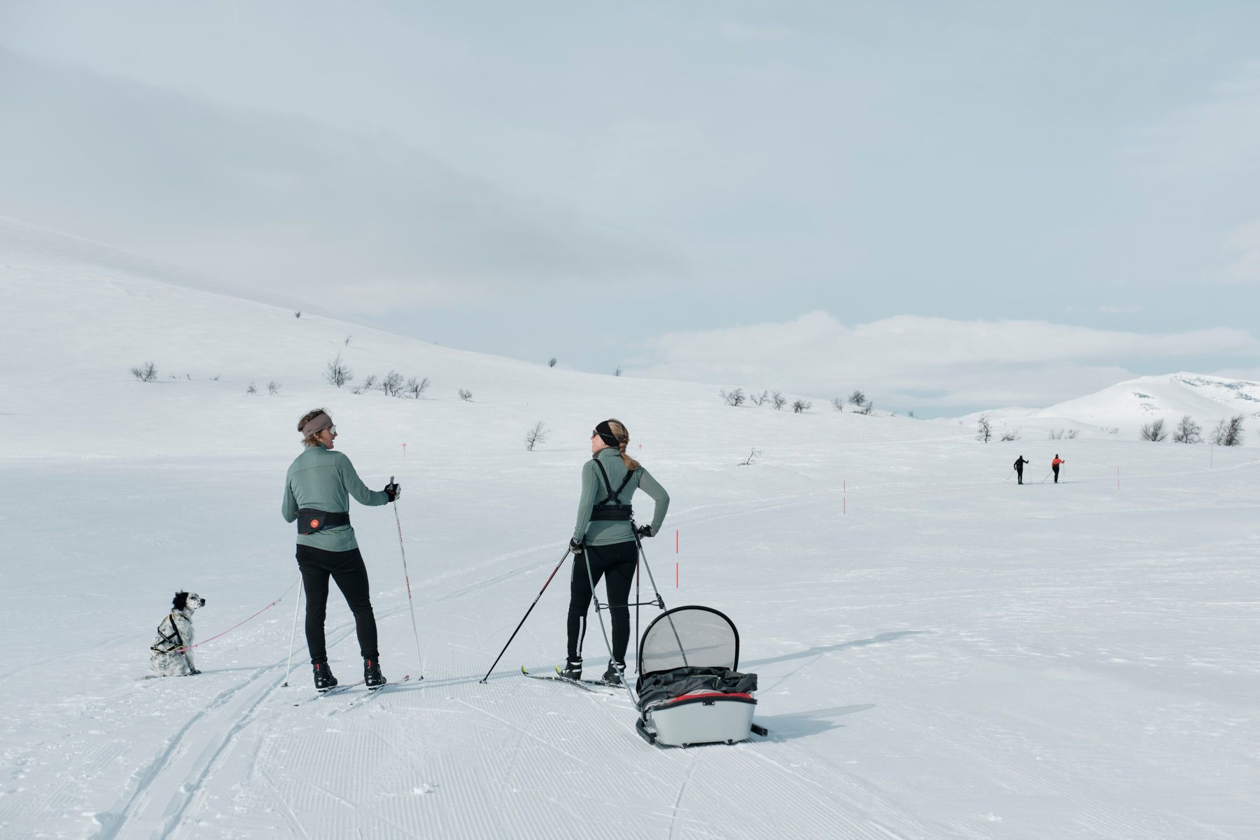 Två personer som åker längdskidor i fjällen med hund och fjällpulka.