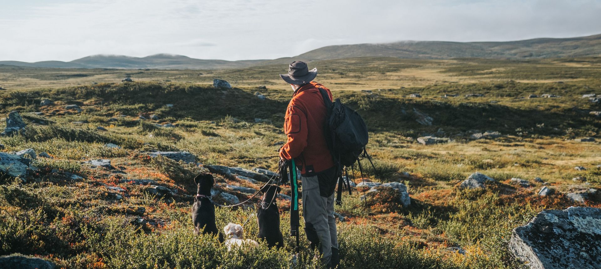 En man med en ryggsäck och två hundar på ett fjäll.