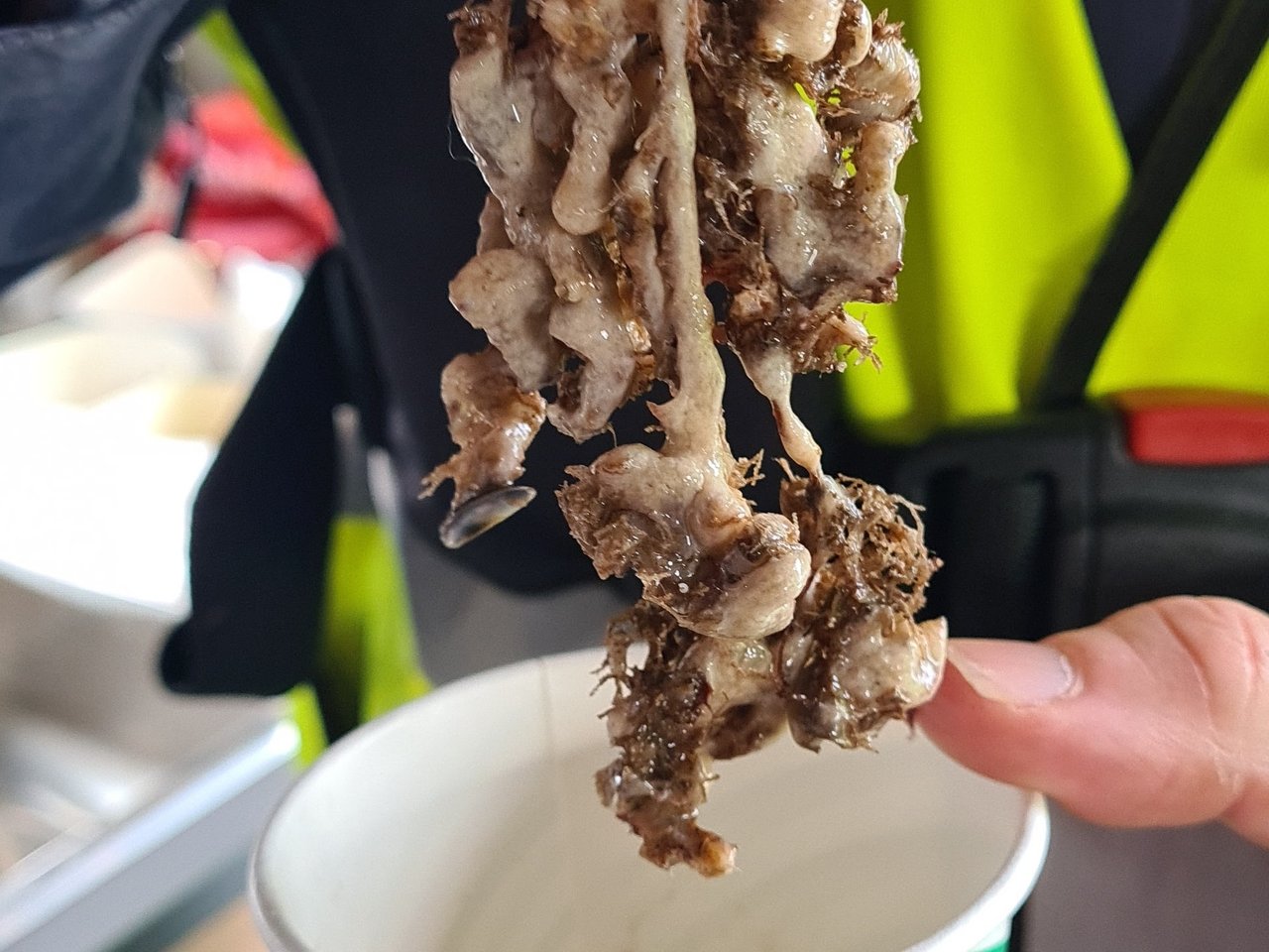 Japanese sea squirt