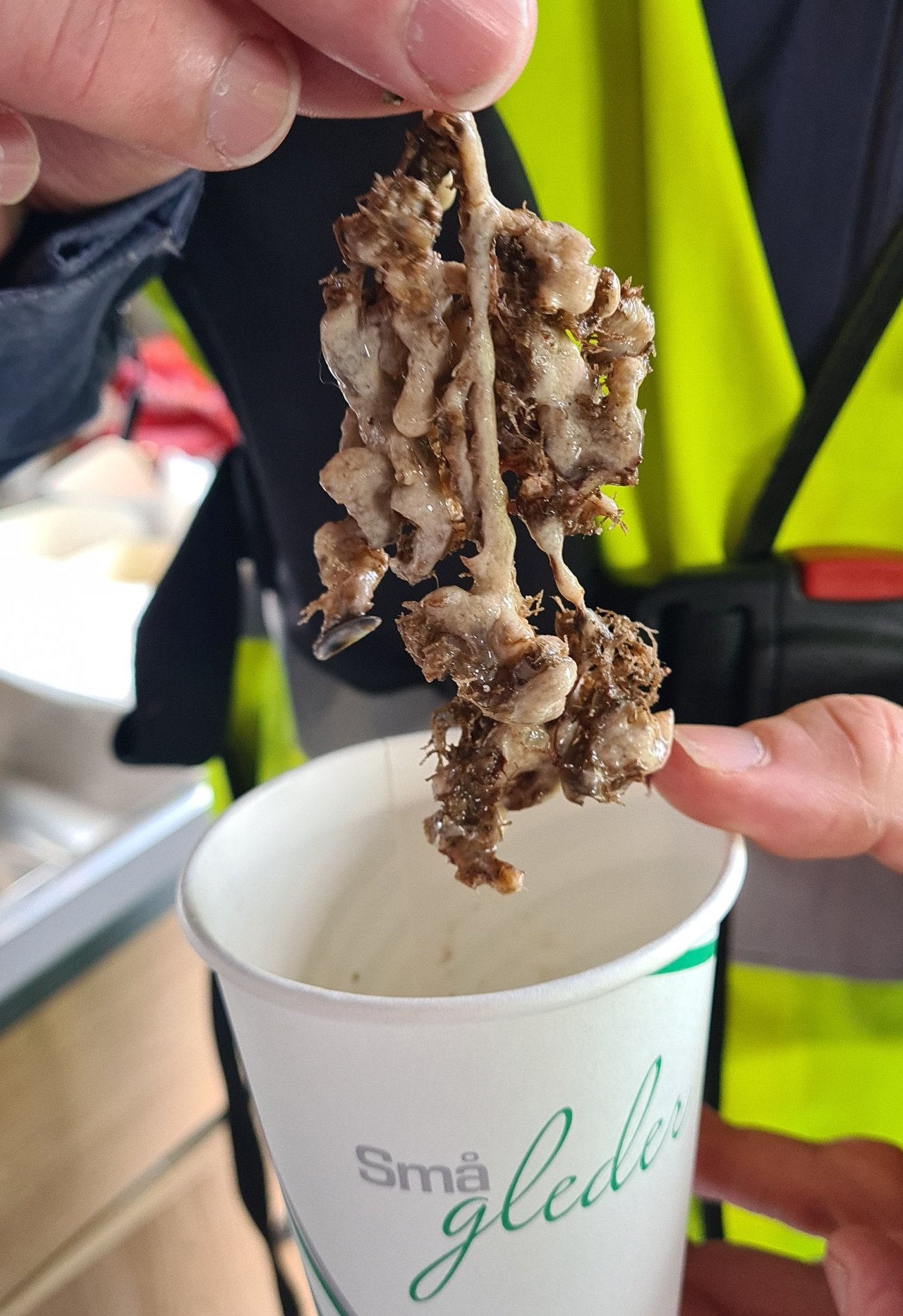 Japanese sea squirt