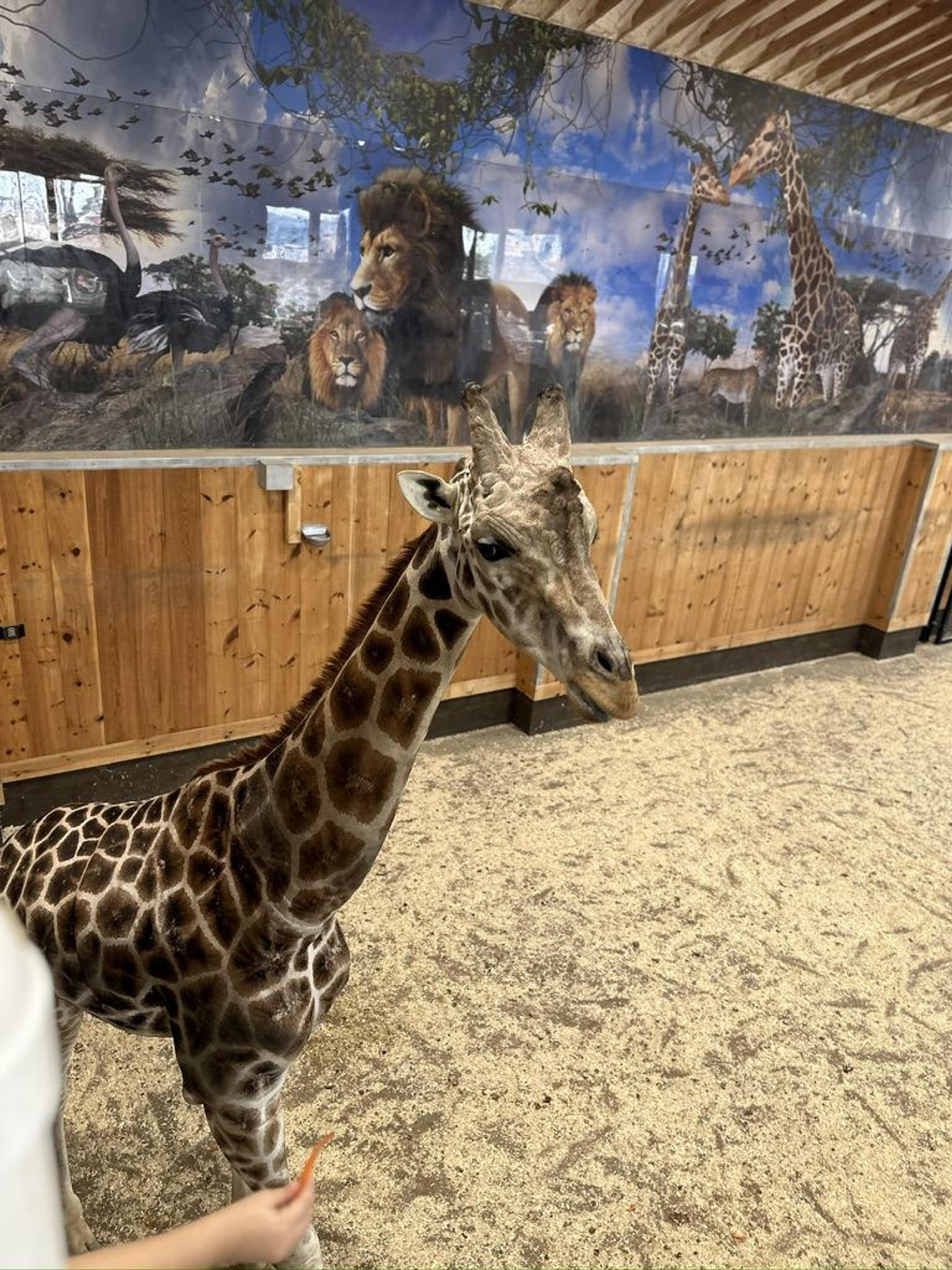 A giraffe seen on a class trip