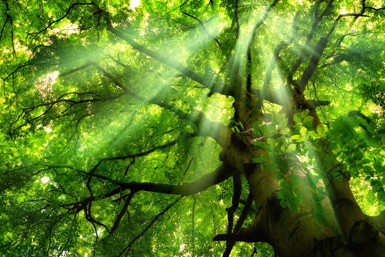 About | WisdomTree