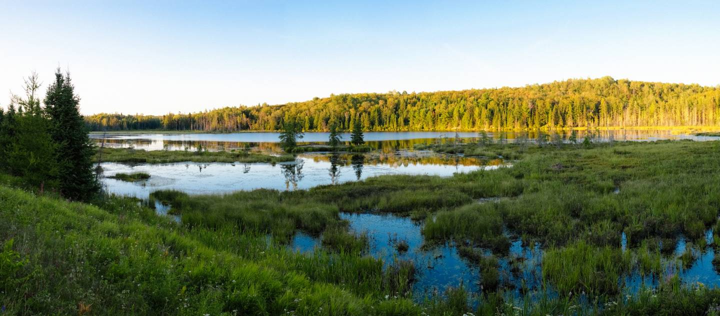 A marshy lake surrounded by conifer forest under a clear blue sky